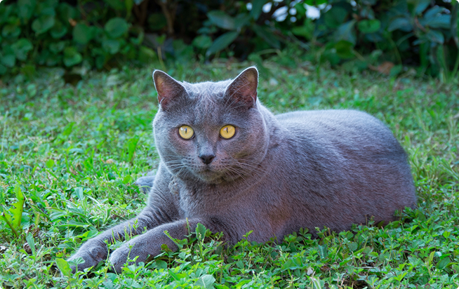 �V�����g�����[