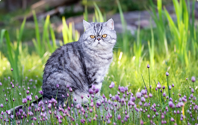 �G�L�]�`�b�N�V���[�g�w�A�[