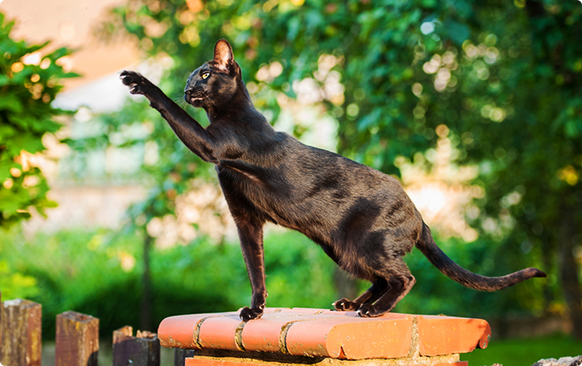 �I���G���^���V���[�g�w�A�[