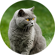 �u���e�B�b�V���V���[�g�w�A�[