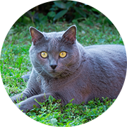 �V�����g�����[