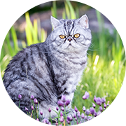 �G�L�]�`�b�N�V���[�g�w�A�[