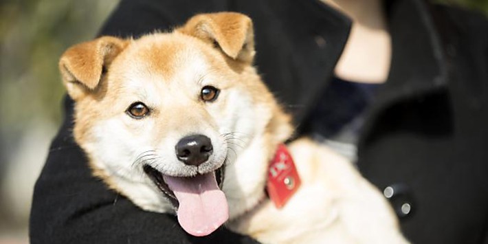 無口なモモがアイドル番犬へ!命のリレーが繋いだ新しい絆