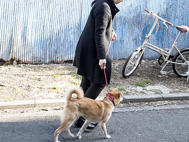 元気いっぱいのモモはリードを持つのも一苦労!?