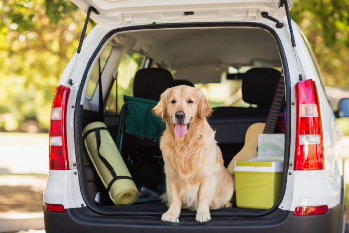 犬の車酔いを予防するには?ペットとの旅行を最大限楽しむために