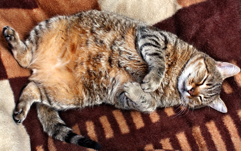 冬は太ったねこちゃんは要注意!?キャットタワーにお水を置くなど、運動量を増やしましょう。