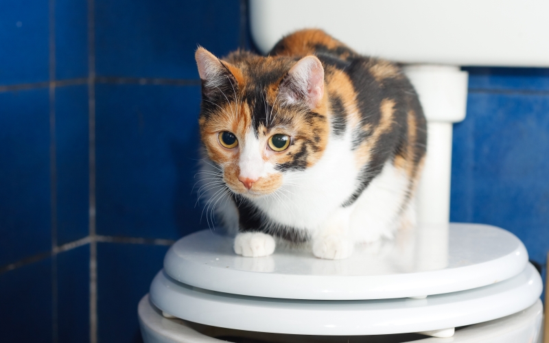 ねこちゃんのおしっこが1日出てないなと気づいたら、要注意です。