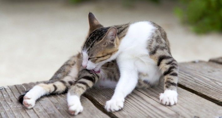 おしっこがいつもと違う?猫の膀胱炎はどうやって気付けばいいの?症状と対策方法