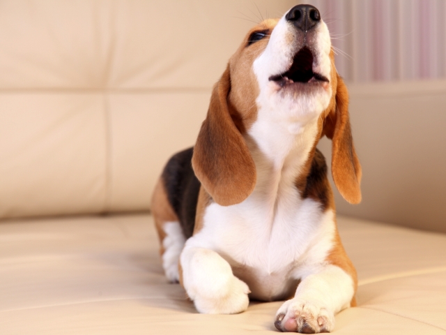 遠吠えは犬にとって大切なコミュニケーションツールですが・・・。