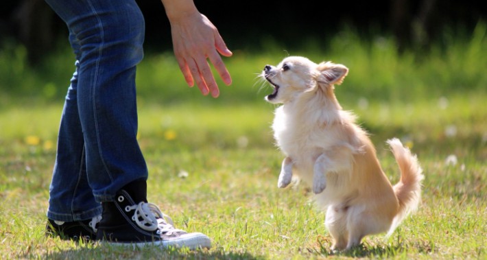 ドッグトレーナー監修|タイプ別でみる愛犬の「吠え」のしつけ方