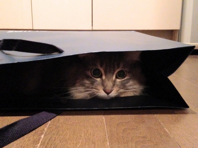 おうちの中での定位置？戸棚でくつろぐ猫