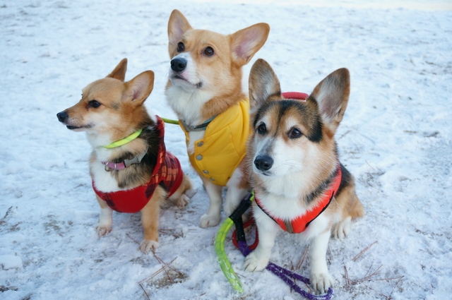 雪の日はきちんと防寒して犬の散歩に行きましょう!