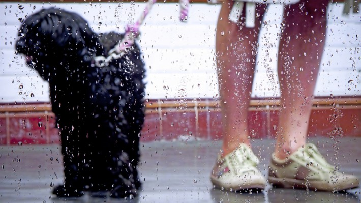 犬の散歩、雨や雪の日はどうする?お手入れ方法と過ごし方について