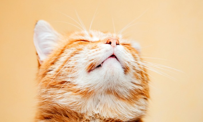 猫のくしゃみや咳にはどんな原因があるの?花粉症などの症状と対処法