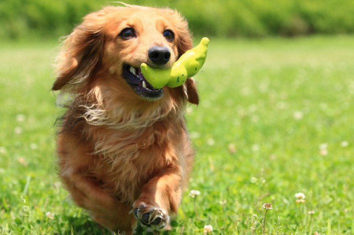 犬の誤飲・誤食を防ぐために|安全に応急処置できる対処法一覧付き