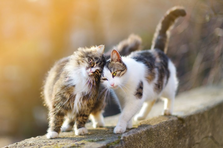 猫の発情期に出る行動は?変化や対処法を解説