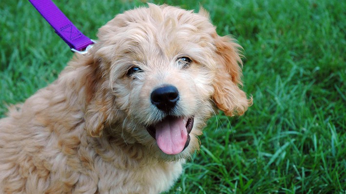 飼い犬が人を噛んだときの対処法|治療費や賠償金はどうなる?