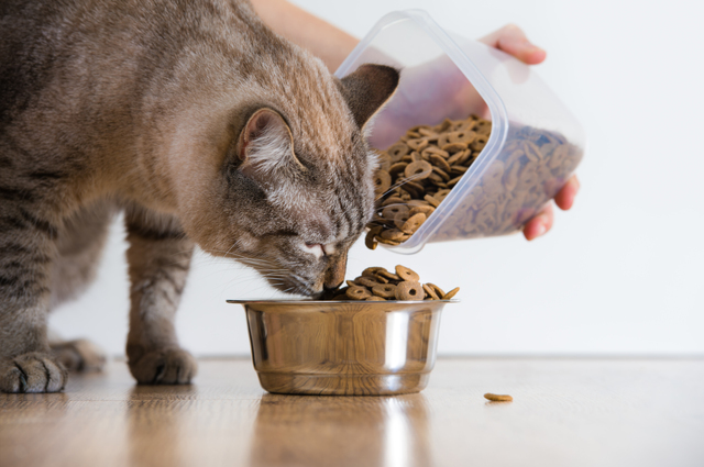 あればあるだけ食べてしまう猫もいます。小分けにしてあげましょう。
