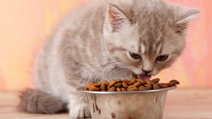 猫の餌って何がいいの?適切な食事の回数、選び方から与え方まで