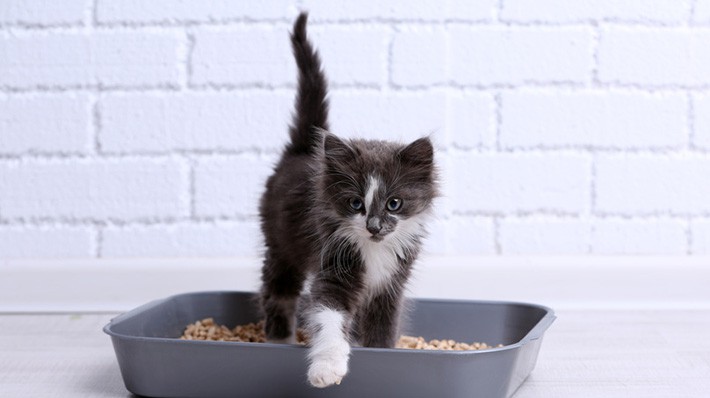 猫のトイレ、しつけは楽って本当?粗相の原因、置く場所や数を見直そう!