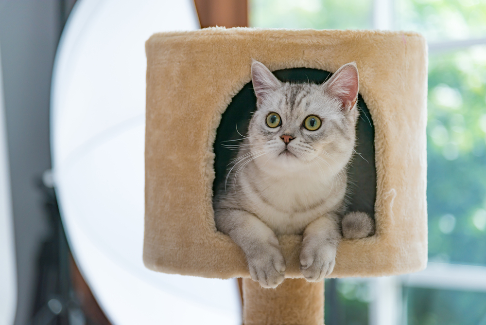 猫タワーを設置することで、猫にとっての安息場所を確保!