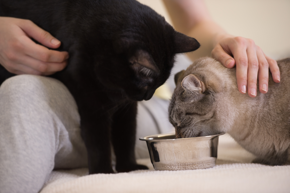 食事は猫の健康を管理するうえでとても重要な要素のひとつ。正しい餌やりをしてくださいね!