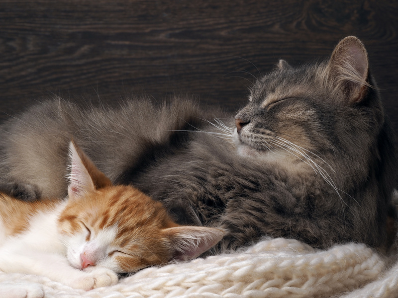 猫同士が早く仲良くなれるよう、飼い主さんがサポートしてあげましょう!