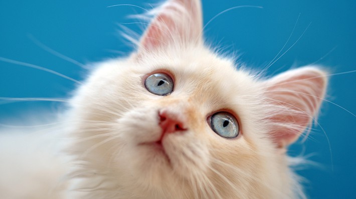 犬・猫の目ヤニや充血は何のサイン?獣医さんに聞きました