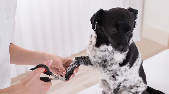獣医師が教える!犬の爪切りの方法とコツ!嫌がる犬への対処法も解説