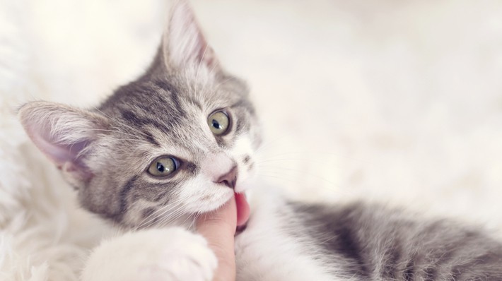 猫の噛み癖を治すには?噛みつく理由と対策方法