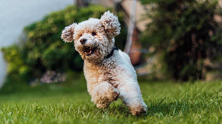 愛犬の歩き方を要チェック!小型犬に多い膝蓋骨脱臼の症状~予防対策まで