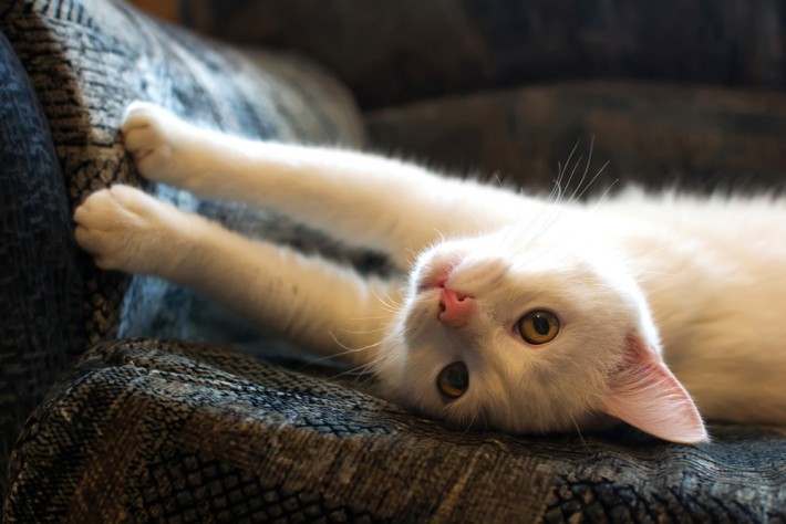 どうやってしつける!?飼い主さんの頭を悩ます猫の爪とぎ