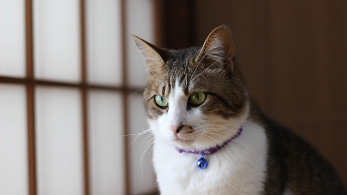 猫の首輪に関するメリット・デメリット&首輪選びのポイント