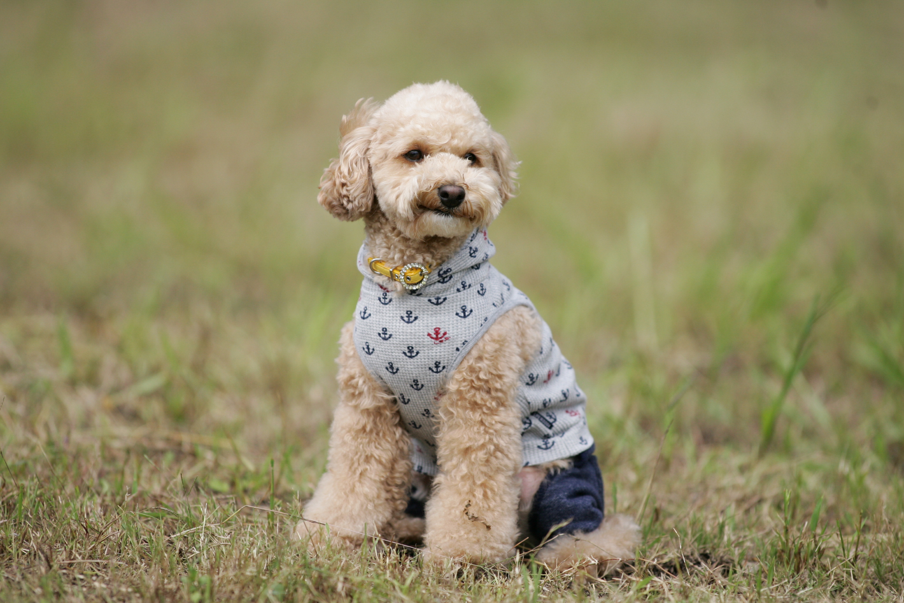 寒さに弱い犬種であれば、防寒着の着用も有効です。