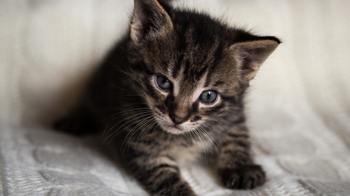 どんな時にしているの?猫のふみふみの不思議