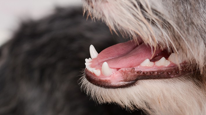獣医さんが紹介する「犬の口臭がひどい」4つの原因と自宅でできるケアは?