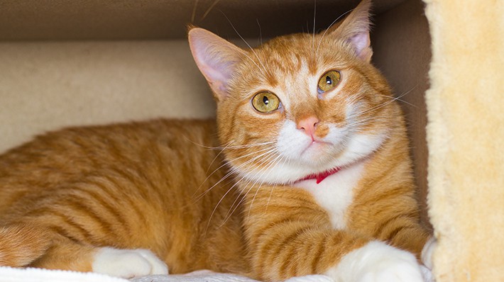 飼い主が外泊しても大丈夫?猫のお留守番 準備と注意点