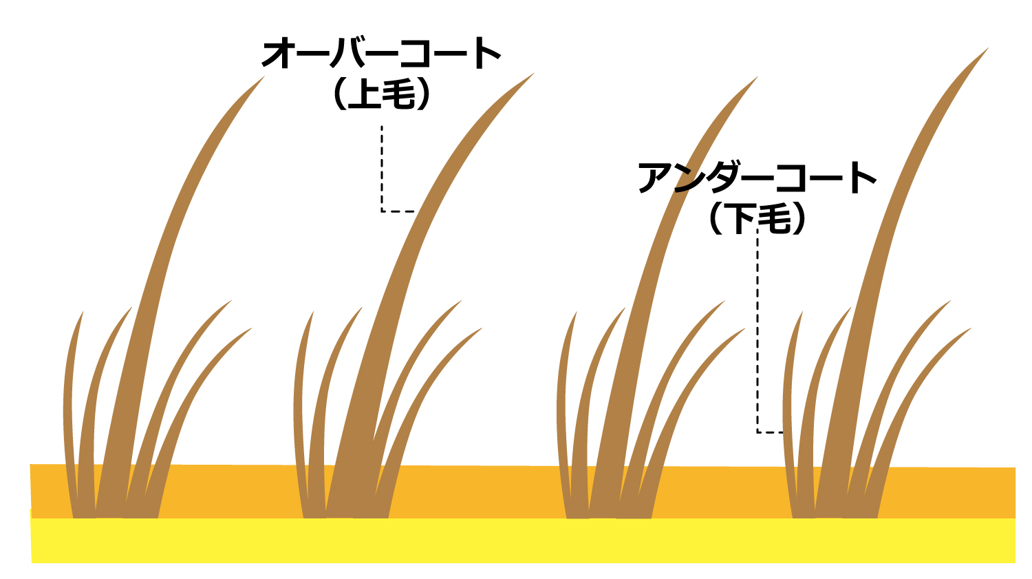 オーバーコート(上毛)とアンダーコート(下毛)