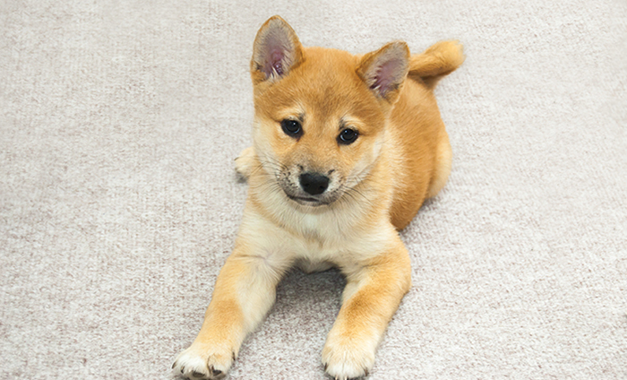 【ダブルコートの代表的な犬種】チワワ、ダックスフンド、ポメラニアン、柴犬、ゴールデン・レトリーバー 等
