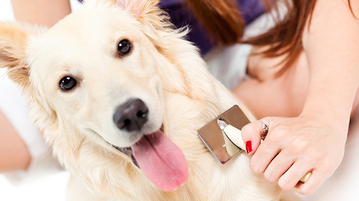 ブラッシングが好きになる!愛犬と楽しむ毎日のブラッシング