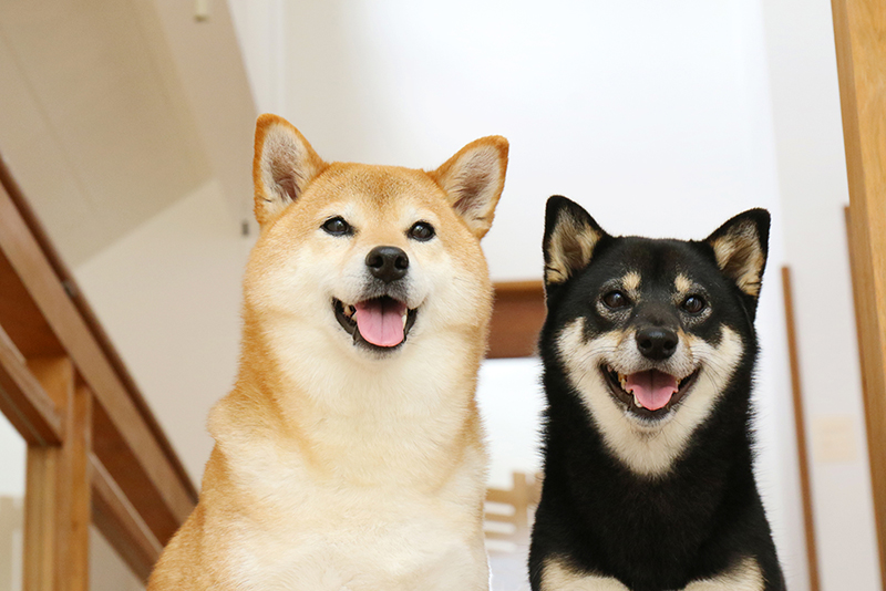 ピンとたった耳が可愛らしいですよね!