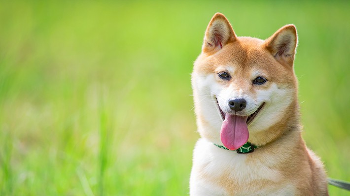 柴犬の種類や性格・特徴を教えて!綺麗好きな柴犬の飼育ポイント