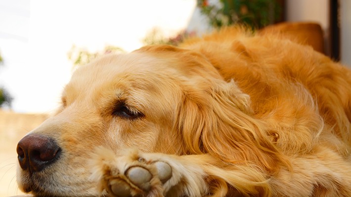 どうする?犬の抜け毛 知っておきたいお掃除のポイント