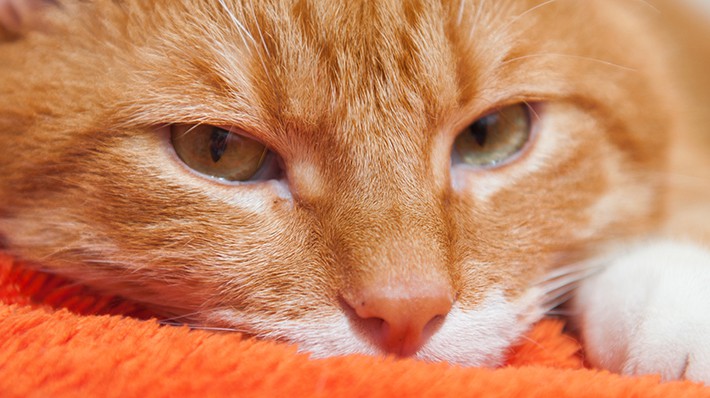 獣医さんに聞く!猫の目ヤニと目薬のコツ