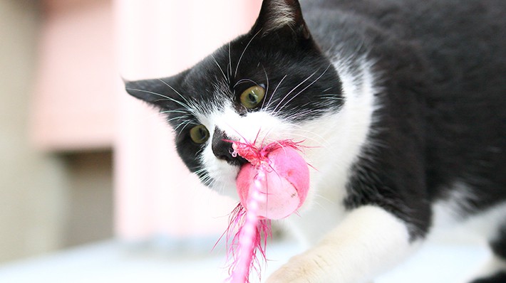 獣医さんに聞く!猫の誤飲・誤食はこんなにも危険!治療費事例付き