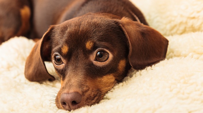寒い冬でも大丈夫!室内犬のベストな寒さ対策とは?