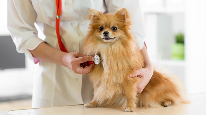 愛犬が心臓病と診断されたら~心臓病の治療や生活とは~