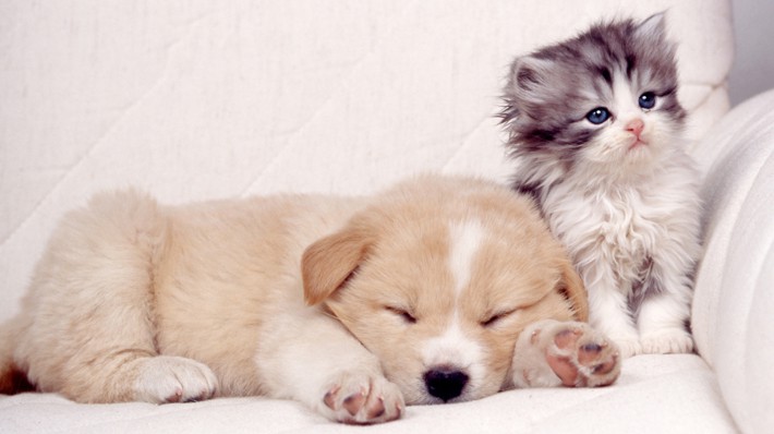 一人暮らしでもペットを飼いたい!押さえるべきポイント