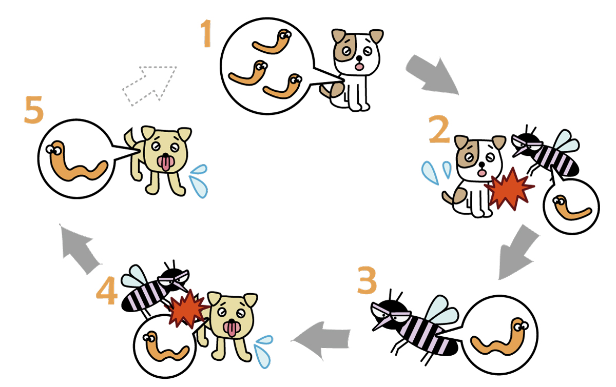 1~5を繰り返し、フィラリアに感染している犬から感染していない犬へ広がっていきます。