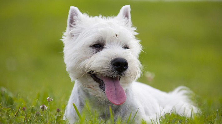 犬のフィラリアってどんな病気?獣医さんに聞きました